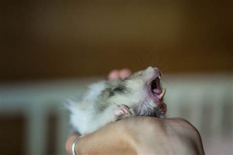 What Are Potential Issues For Hamster Teeth Small Pet Select
