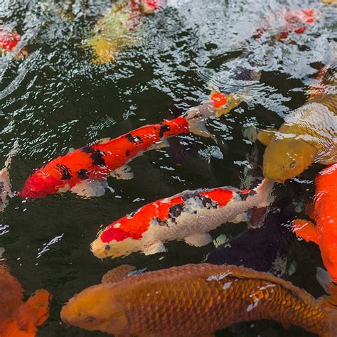 Koi Pond Supplies Online Design Services Sacramento Koi