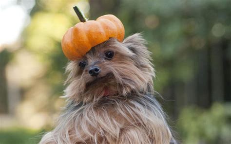 Cute And Funny Halloween Animal Pics Goodtoknow