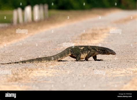 Water Monitor Lizard Varanus Salvator Thailand Varan Malais Stock