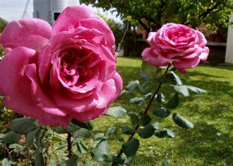 What flowers go with roses in a garden. Pair of Large Pink Long Stem Roses Growing in Garden.JPG ...