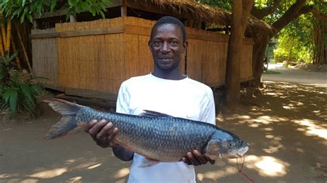 Blog The Return Of The Chimwi Fish To Lake Malawi Malawi Tourism