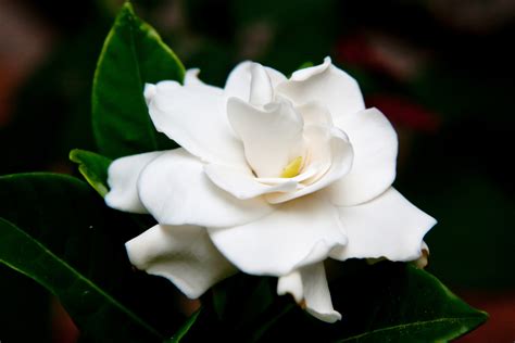 Flowers That Look Like Roses White Gardenia Flower Hd Wallpapers