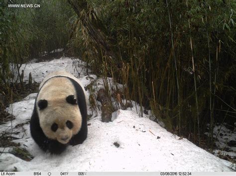 Infrared Cameras Record Wild Giant Pandas In Nw Chinas Nature Reserve