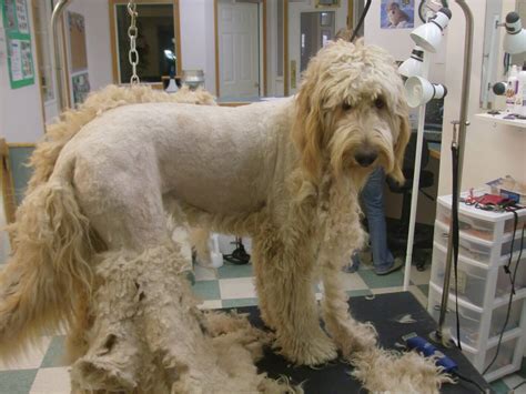 Badass Goldendoodle Grooming Styles For Your Pup