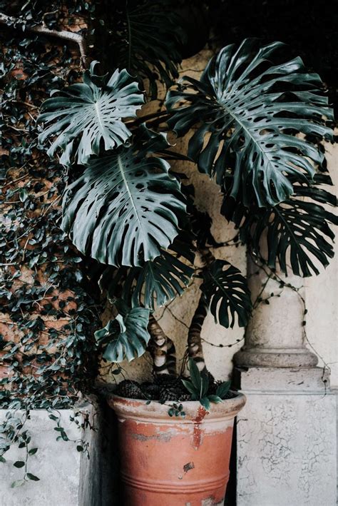Plant Home Decor Tree And Leaf Hd Photo By Bruno Cervera