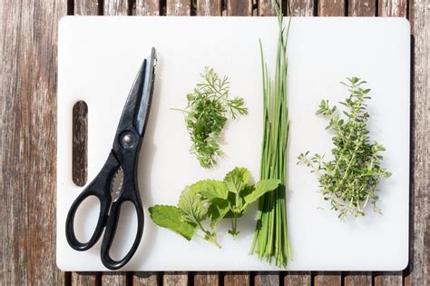 How To Prune Herbs So They Keep Growing The Plant Guide