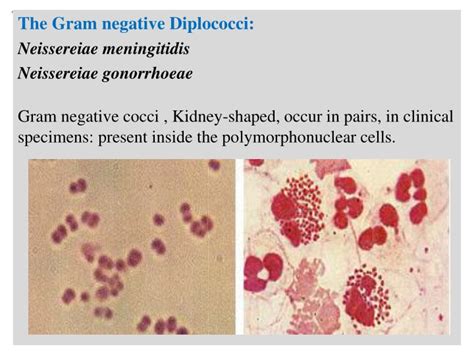 Gram Positive Cocci Bacteria