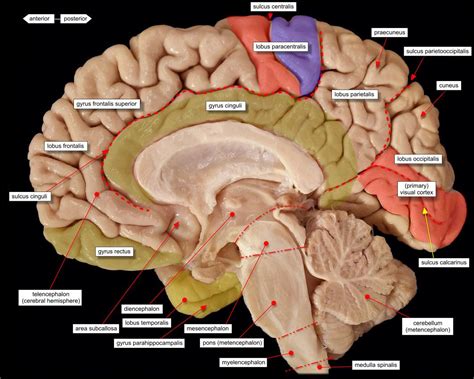 Brain Midsagittal View Labels Neurowetenschappen Anatomie Neurologie