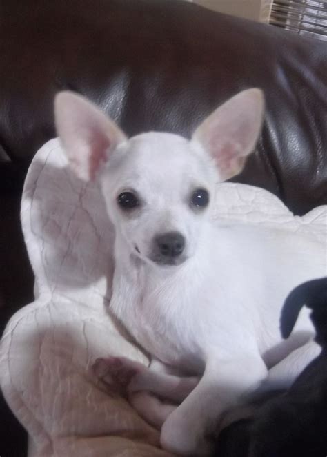 White Deer Head Chihuahua Puppy Pets Lovers