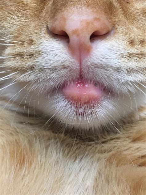 A Few Days Ago I Noticed The Bottom Of My Cats Mouth Looks Swollen And Its Pinker Than Normal