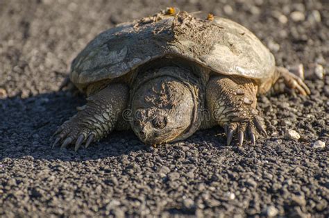 Common Snapping Turtle Crossing The Road Stock Image Image Of Georgia
