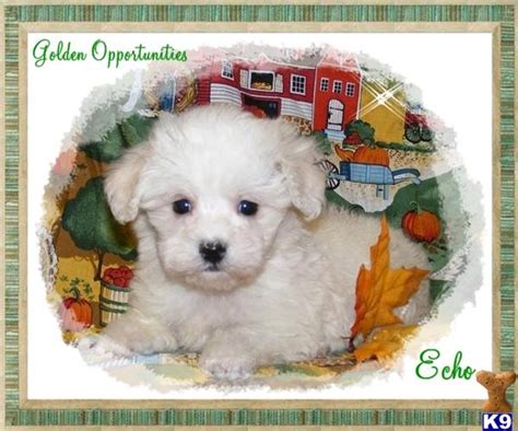 These maltipoo puppies located in michigan come from different cities, including, imlay city. Maltipoo Puppy for Sale: Male Maltipoo Puppies in Michigan. VIDEO 10 Years old