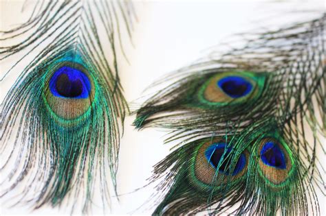 Peacock Feather Hd Wallpapers