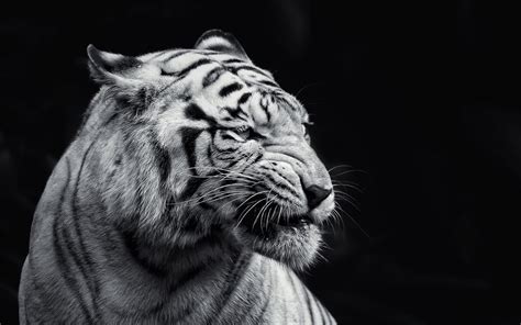 Tiger Wallpapers Hd Free Download