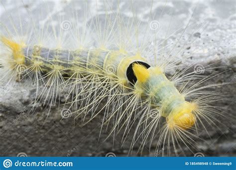 Closeup With Tussock Moth Larvae Caterpillar Stock Photography