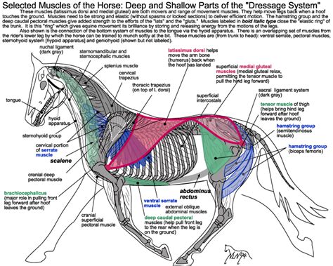 In this lesson i review and critique your assignments on the rib cage. Riding the "Elastic Ring" of the rib cage | Werk ...