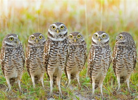 Rare Burrowing Owls Thrive Near Lax Jane Jane Jane