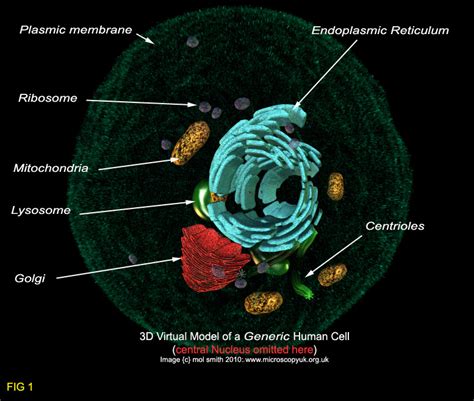 Despite the rigidity of the cell wall, chemical signals and cellular excretions are allowed to pass the cell membrane is found in both plants and animals, and dna contains all the information that helps cells live, perform their functions and reproduce.the nucleus has a double layered covering called. Human Cells - an overview for light microscopists