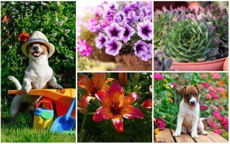 10 Best Dog Safe Perennials Garden Lovers Club