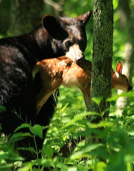 Do Black Bears Eat Deer Corn The Deer Hunting