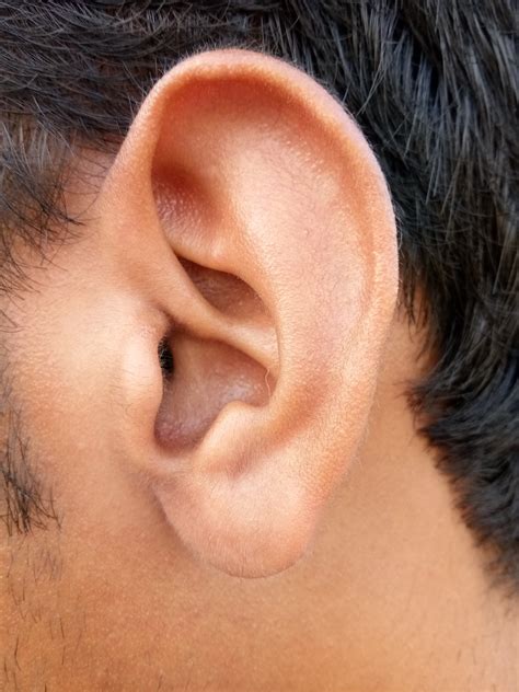 Man Cuts Out Entire Inner Ear In Controversial Trend