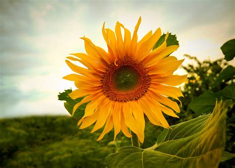 Free popular top level domains fit for you. Sunflower Free Stock Photo - Public Domain Pictures