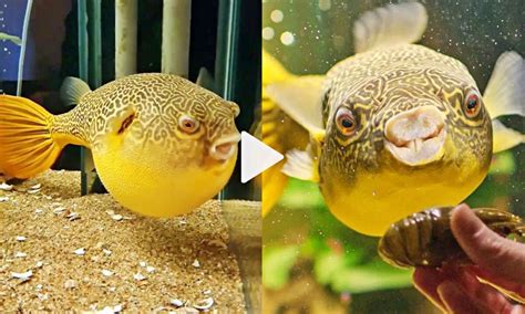 This Puffer Fish Loves To Eat And Everyone Loves Watching Him