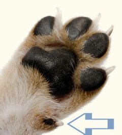 Many breeders have them removed so that they do not become ingrowing or snag when the dog is older. Dew-claw Revealing Paws