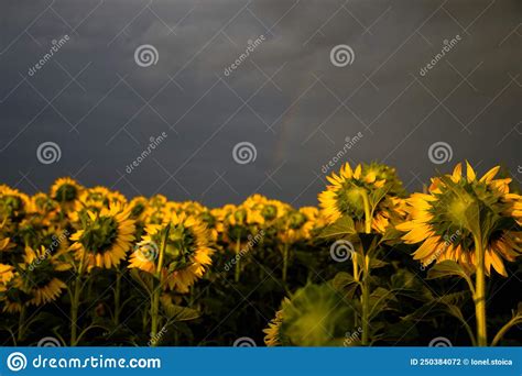 Cloudy Skies Sunflowers And A Rainbow Stock Photo Image Of Sunflower