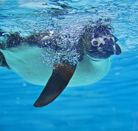 Penguin Dive Photograph By Caroline Reyes Loughrey Pixels