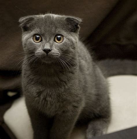 Greyish Black Scottish Fold Kitten Photopng 1 Comment