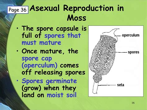 ppt nonvascular plants powerpoint presentation free download id 2931439