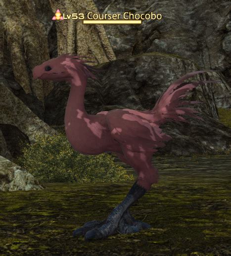 Courser Chocobo Gamer Escapes Final Fantasy Xiv Ffxiv Ff14 Wiki