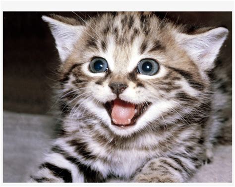 Kitten Smiling Free Transparent Png Download Pngkey