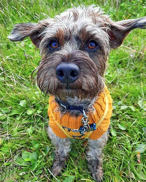 Blue Heeler Poodle Mix