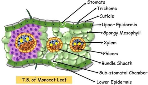 Cross Section Of Monocot Leaf Labeled