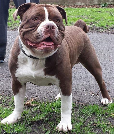 Its muscularity and heavy bone structure make it less injury prone than some breeds, and when it is hurt it recovers quickly. Alapaha blue blood bulldog | Wallasey, Merseyside | Pets4Homes