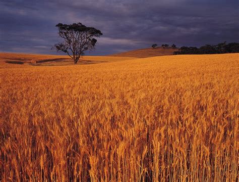 Record Winter Crop Production Expected For Australia Grainews