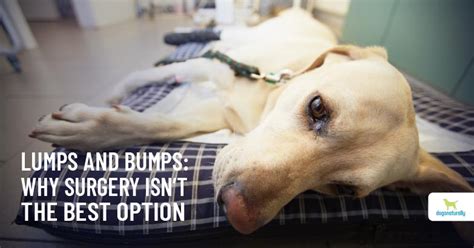 Cancer Vs Lipoma In Dogs