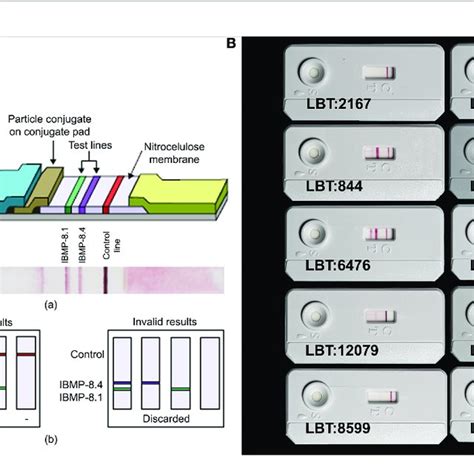 A Lateral Flow Assay LFA Device A Schematic Illustration Of Download Scientific