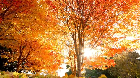 Aesthetic Autumn Wallpapers Wallpaper Cave