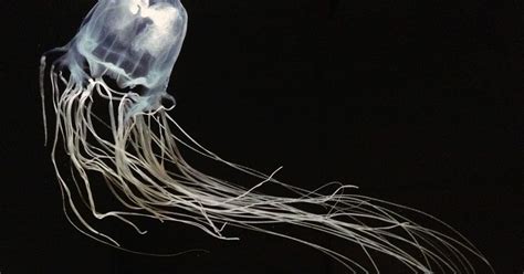 Diego Braghi The Most Deadly Creature The Box Jellyfish