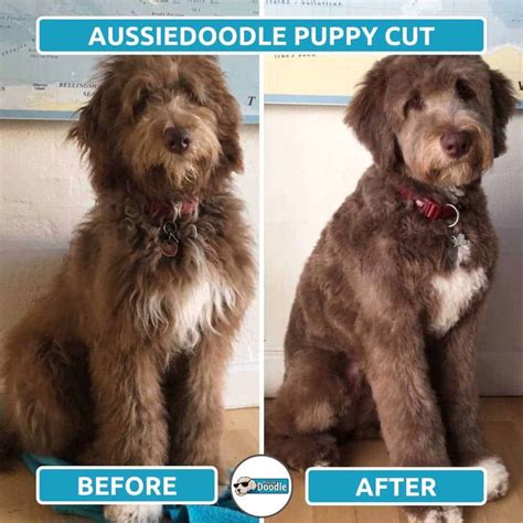 Aussiedoodle Haircut Styles Before And After Grooming Photos