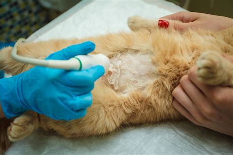 Premium Photo The Doctor Does An Ultrasound Examination Of The Cats