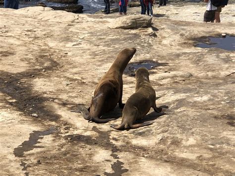 Best Spots To See The La Jolla Seals And Sea Lions