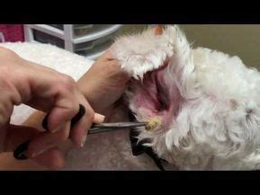 This is somewhat painful for the dog if not done right, and goes easier and faster with ear powder. pulling ear hair ear infection matted - YouTube | Dog ...