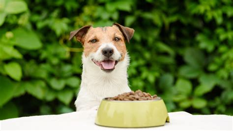 Tips For Feeding Your Dog