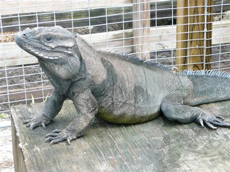 Iguanas grow quickly and get quite big. Rhino - Florida Iguana & Tortoise Breeders