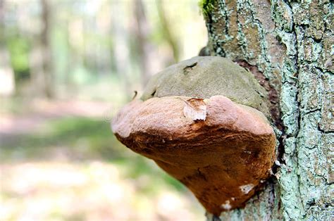 Polypore Fungus Oak Tree In The Forest Stock Image Image Of Fruit